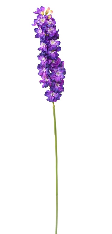 DELPHINIUM