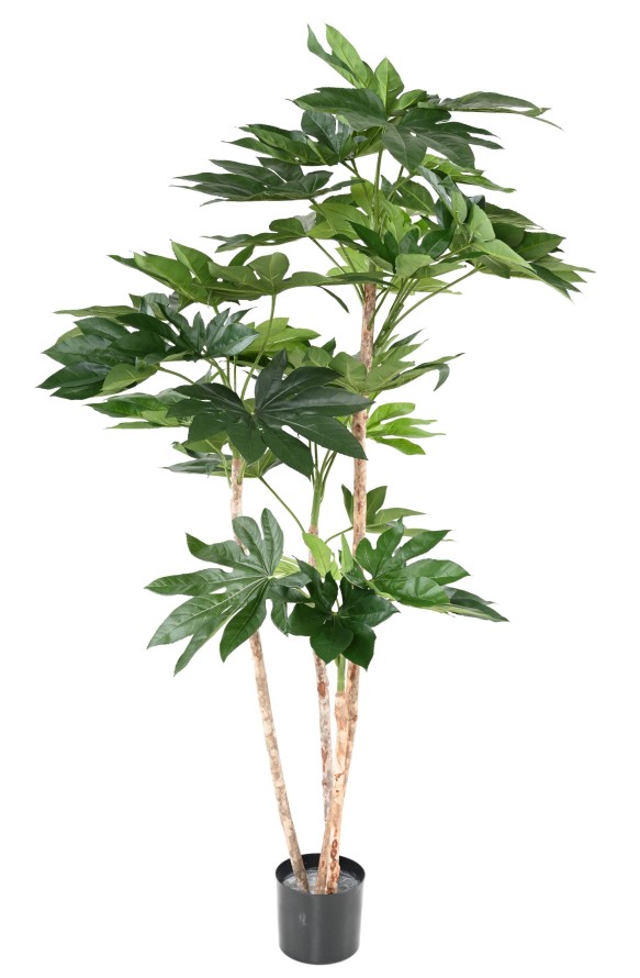 FATSIA JAPONICA TREE