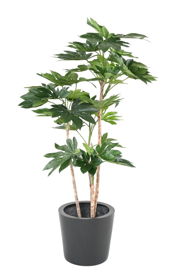 FATSIA JAPONICA TREE