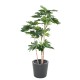 FATSIA JAPONICA TREE