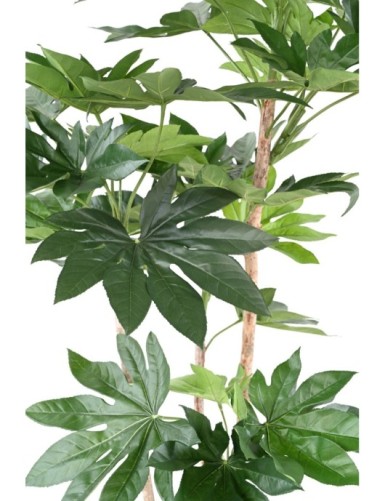 FATSIA JAPONICA TREE