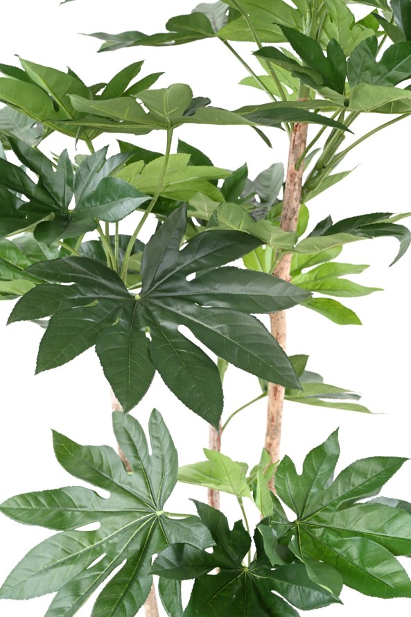 FATSIA JAPONICA TREE