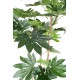 FATSIA JAPONICA TREE