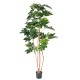 FATSIA JAPONICA TREE