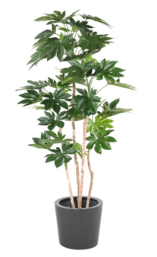 FATSIA JAPONICA TREE