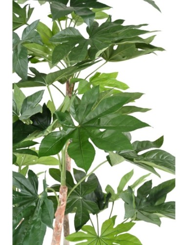 FATSIA JAPONICA TREE