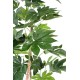 FATSIA JAPONICA TREE