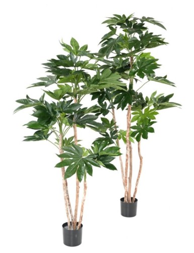 FATSIA JAPONICA TREE