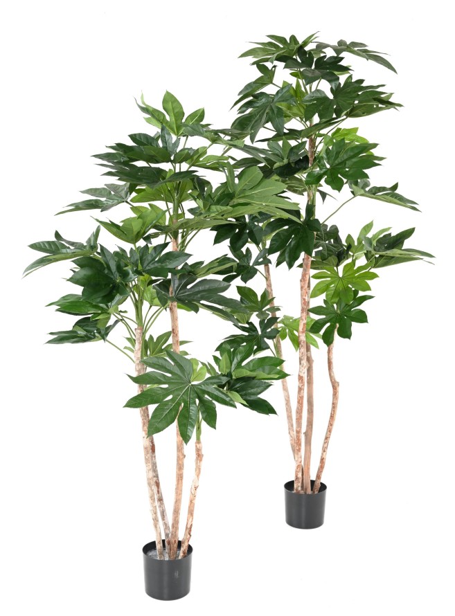 FATSIA JAPONICA TREE