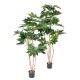 FATSIA JAPONICA TREE