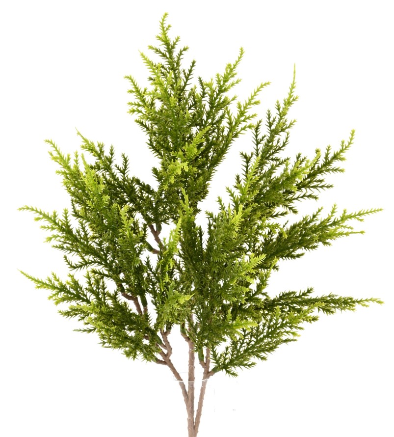 CYPRES JUNIPERUS SPRAY