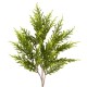 CYPRESS JUNIPERUS SPRAY