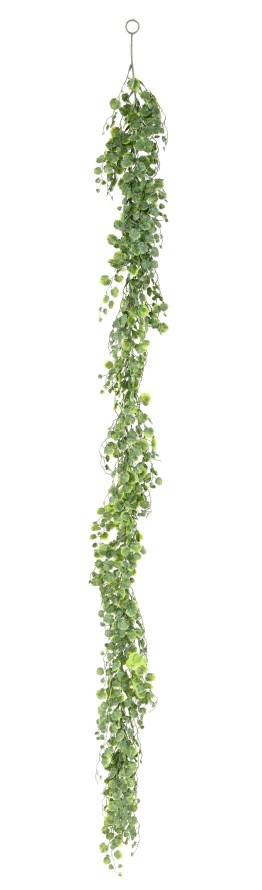 GLECHOMA GUIRLANDE 180 (ground ivy)