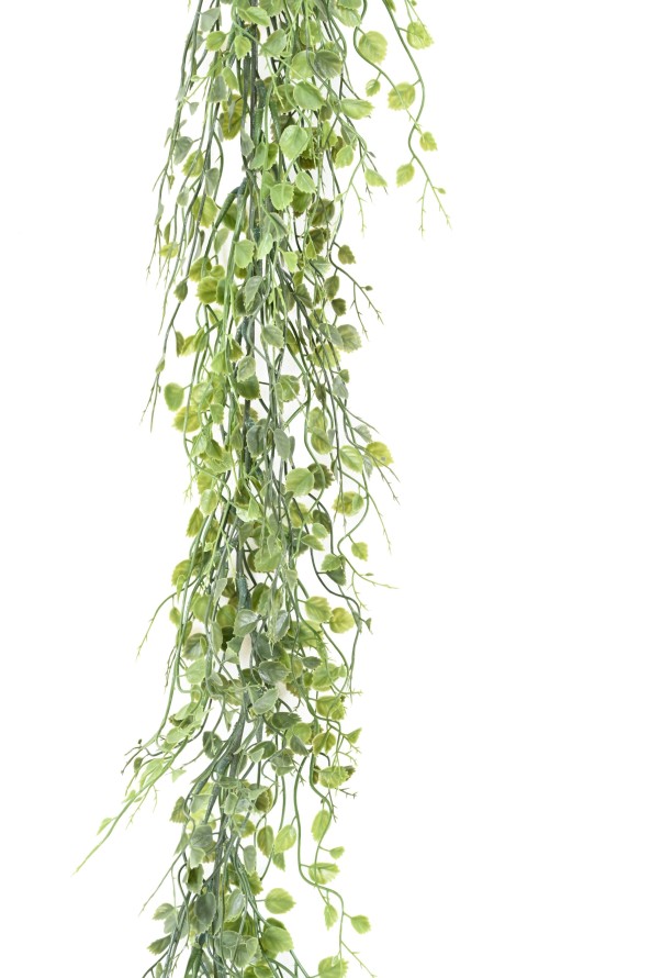 CAMPANULA GARLAND 180