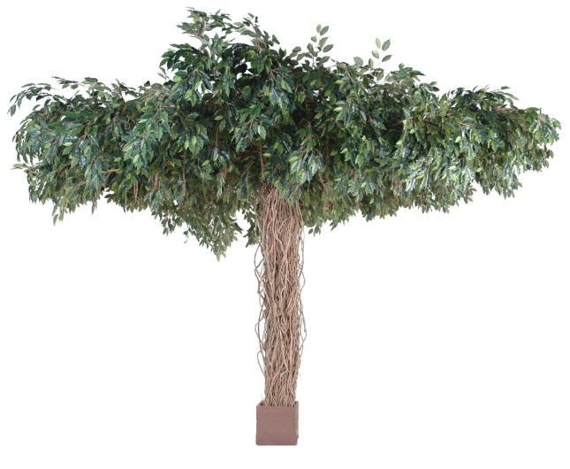 FICUS LIANES UMBRELLA