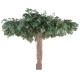 FICUS LIANES UMBRELLA