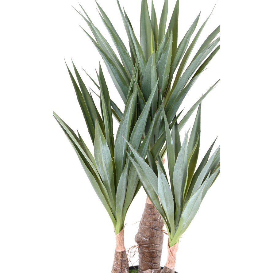 AGAVE SISAL 55