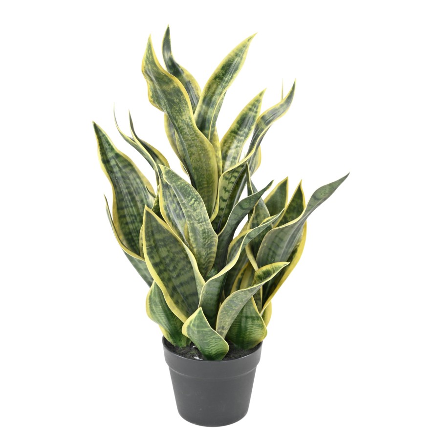 SANSEVIERIA MASONIANA 66