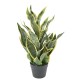 SANSEVIERIA MASONIANA 66