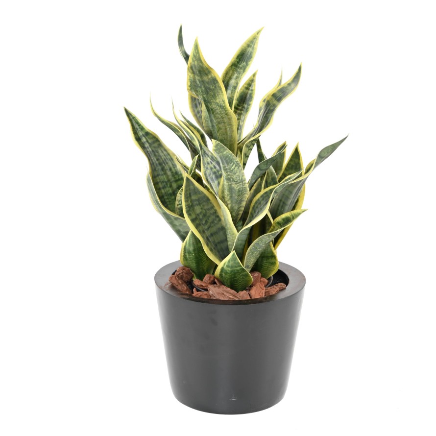 SANSEVIERIA MASONIANA 66