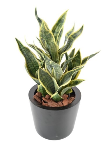 SANSEVIERIA MASONIANA 66