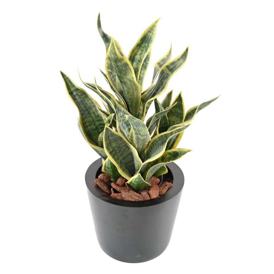 SANSEVIERIA MASONIANA 66