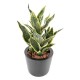 SANSEVIERIA MASONIANA 66