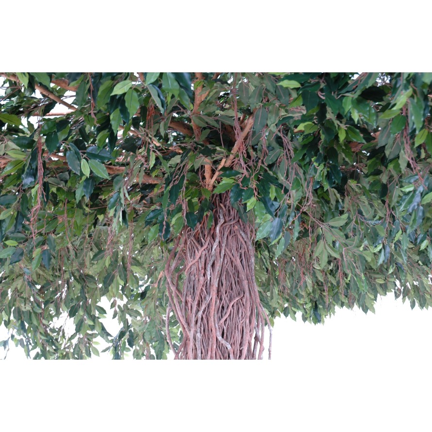 FICUS LIANES UMBRELLA