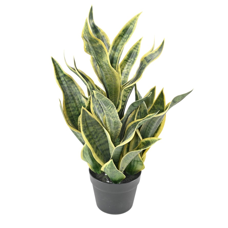 SANSEVIERIA MASONIANA 66