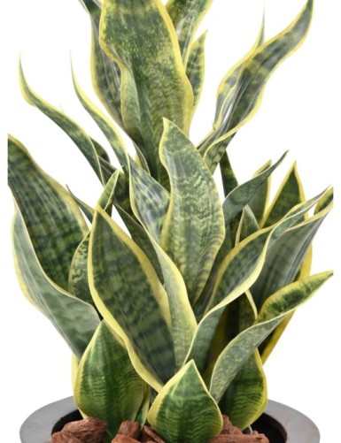 SANSEVIERIA MASONIANA 66