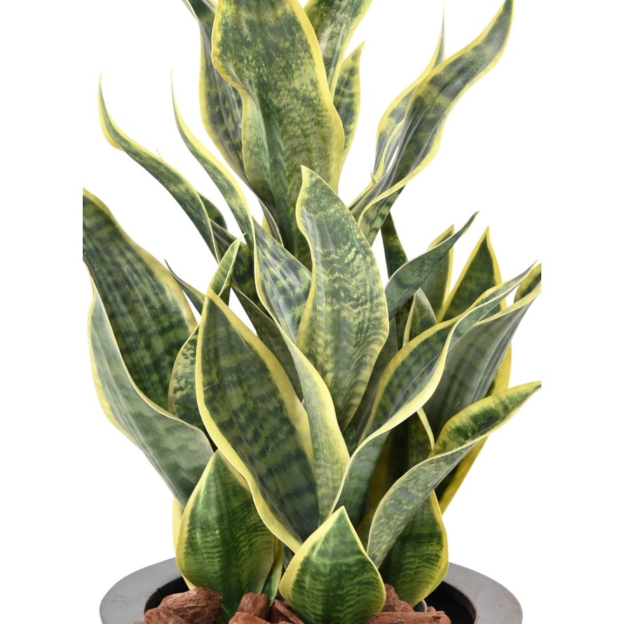 SANSEVIERIA MASONIANA 66