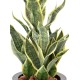 SANSEVIERIA MASONIANA 66