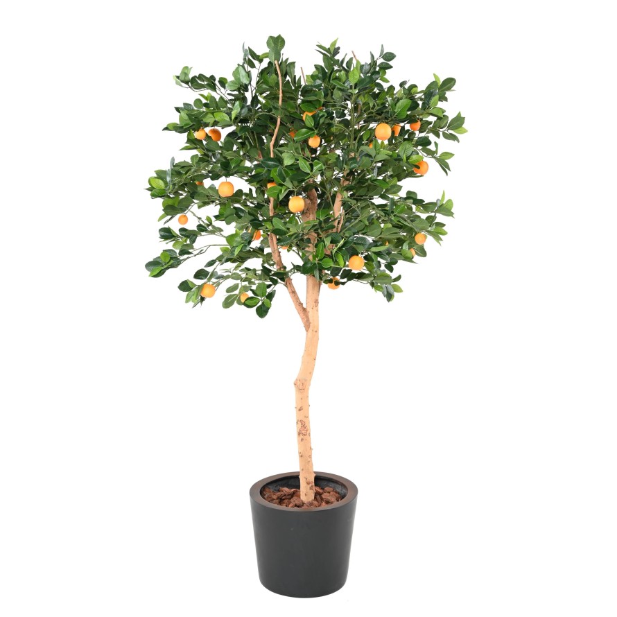 ORANGER ARBRE T