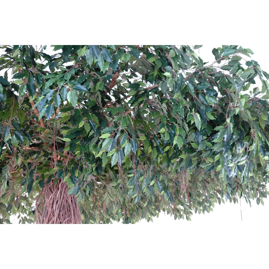 FICUS LIANES UMBRELLA