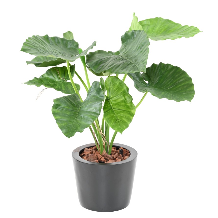 ALOCASIA CALIDORA