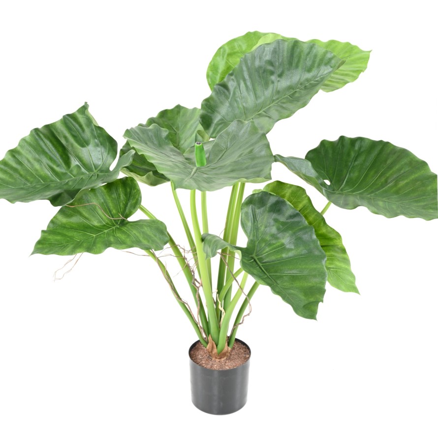 ALOCASIA CALIDORA