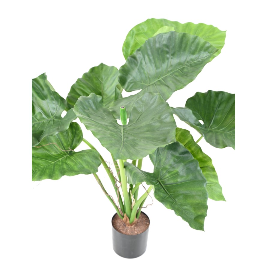 ALOCASIA CALIDORA