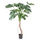PHILODENDRON MONSTERA T