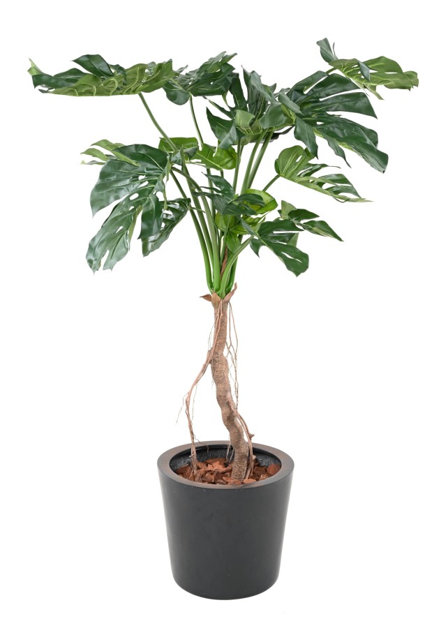 PHILODENDRON MONSTERA T