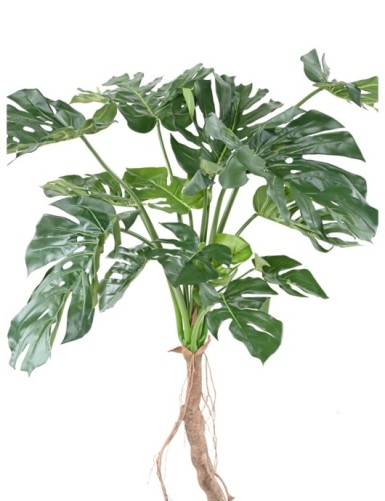 PHILODENDRON MONSTERA T