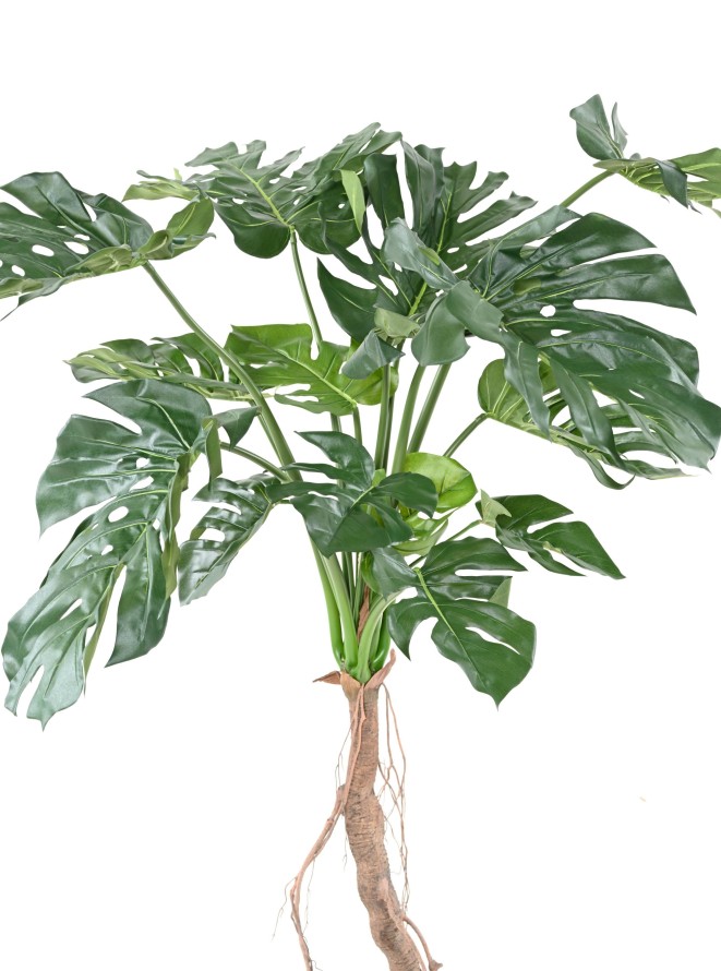 PHILODENDRON MONSTERA T