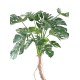 PHILODENDRON MONSTERA T