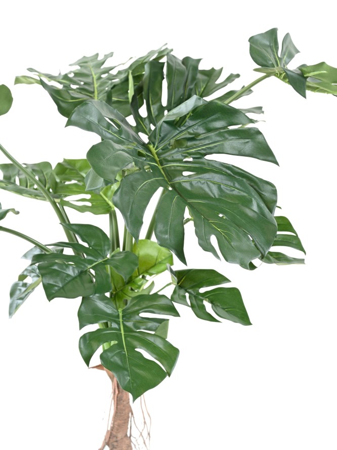 PHILODENDRON MONSTERA T