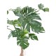 PHILODENDRON MONSTERA T