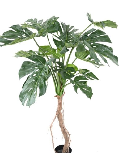 PHILODENDRON MONSTERA T