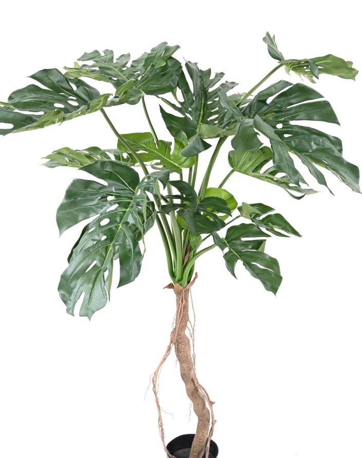 PHILODENDRON MONSTERA T