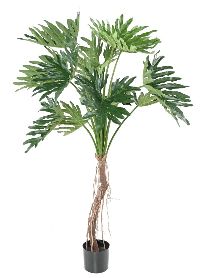 PHILODENDRON SELLOUM T