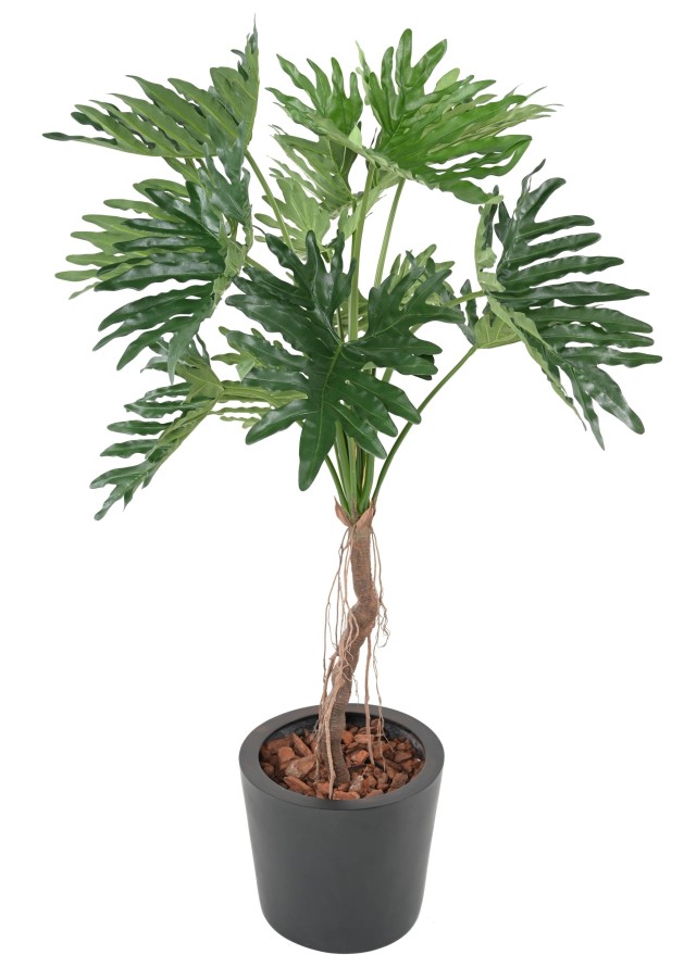 PHILODENDRON SELLOUM T