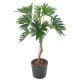 PHILODENDRON SELLOUM T