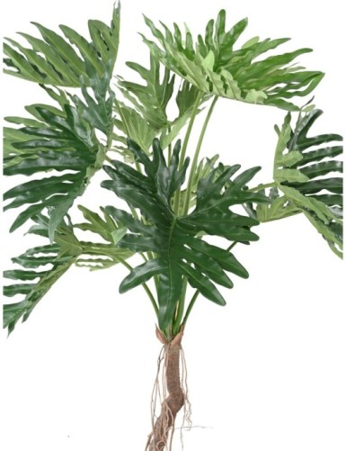 PHILODENDRON SELLOUM T